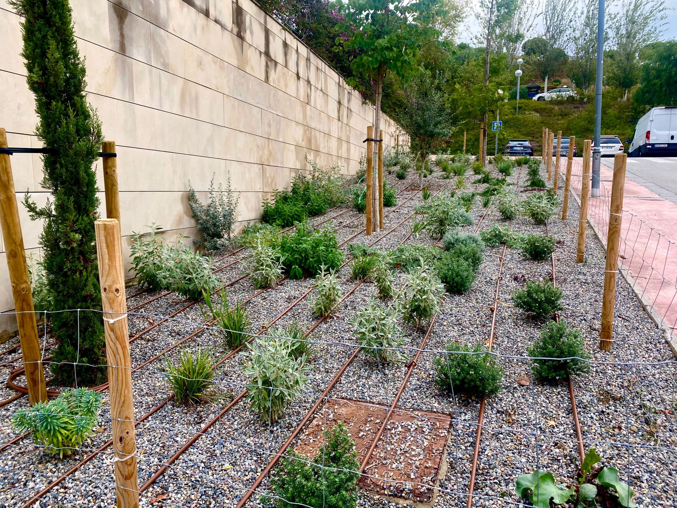 El nou arbrat de les Costes, en lloc dels vells pollancres.